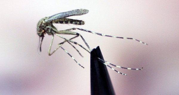 Rare Mosquito Borne Virus Suspected in Michigan 10 counties Urged To Cancel Outdoor Events
