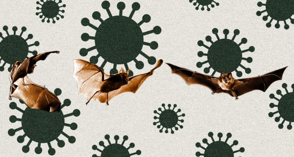 Terrifying Russian Bat Virus Could Spark The Next Pandemic